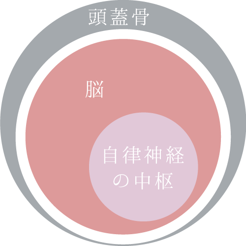 自律神経の中枢　視床下部