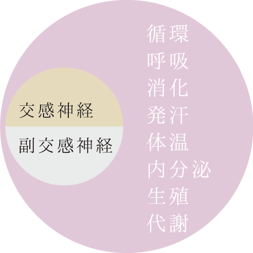 交感神経　副交感神経　循環　呼吸　消化　発汗　体温　内分泌　生殖　代謝