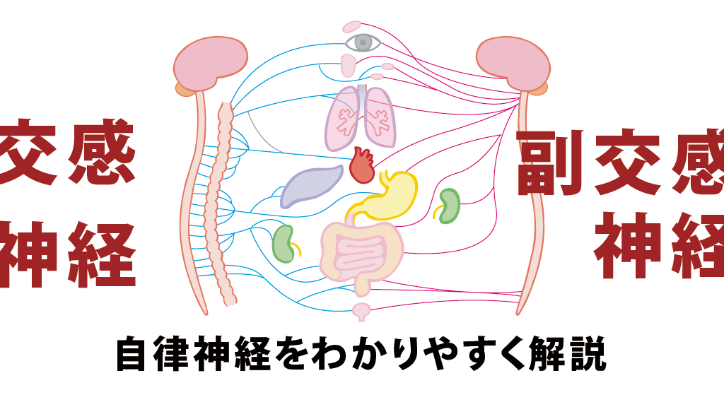 自律神経をわかりやすく解説 東京銀座で整体をお探しなら新京橋治療院へ